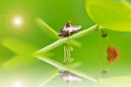 simsearch:400-06138663,k - Aphid insect in green nature or in the garden Stock Photo - Budget Royalty-Free & Subscription, Code: 400-06138491