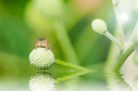 sweetcrisis (artist) - jumping spider macro in green nature or in the garden Photographie de stock - Aubaine LD & Abonnement, Code: 400-06138507