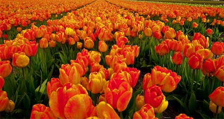 Dutch Tulips in the Field Ready for Harvest Stock Photo - Budget Royalty-Free & Subscription, Code: 400-06138605