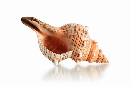 simsearch:695-05778175,k - Beauty conch shell on white background with reflection. Clipping path is included Photographie de stock - Aubaine LD & Abonnement, Code: 400-06138625