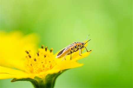 simsearch:400-06138663,k - red bug or Hemiptera  in the nature Stock Photo - Budget Royalty-Free & Subscription, Code: 400-06138669