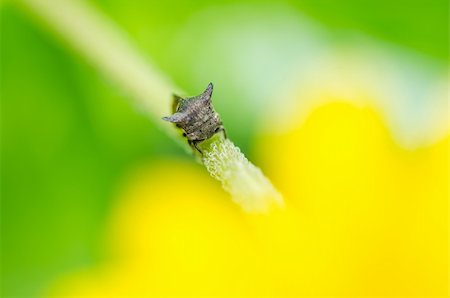 Aphid insect in green nature or in the garden Stock Photo - Budget Royalty-Free & Subscription, Code: 400-06138663