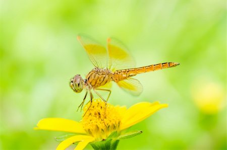 simsearch:400-04364178,k - dragonfly in garden or in green nature Foto de stock - Royalty-Free Super Valor e Assinatura, Número: 400-06138671