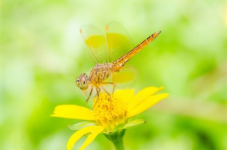 simsearch:400-04364178,k - dragonfly in garden or in green nature Foto de stock - Royalty-Free Super Valor e Assinatura, Número: 400-06138672