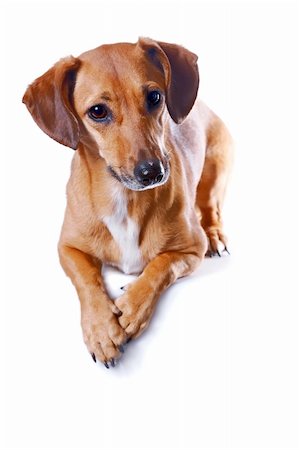 The red dachshund lies on a white background Photographie de stock - Aubaine LD & Abonnement, Code: 400-06138724