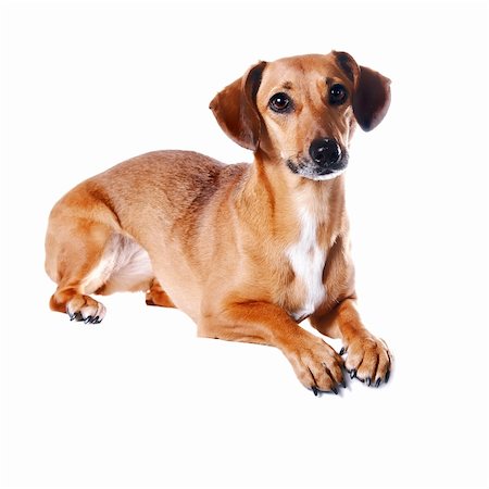 The red dachshund lies on a white background Fotografie stock - Microstock e Abbonamento, Codice: 400-06138725