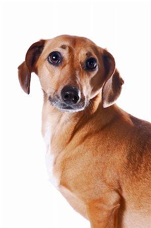 Portrait of the red dachshund on a white background Fotografie stock - Microstock e Abbonamento, Codice: 400-06138726