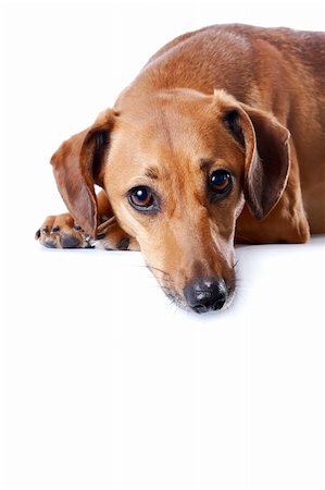 Portrait of the red dachshund on a white background Fotografie stock - Microstock e Abbonamento, Codice: 400-06138727