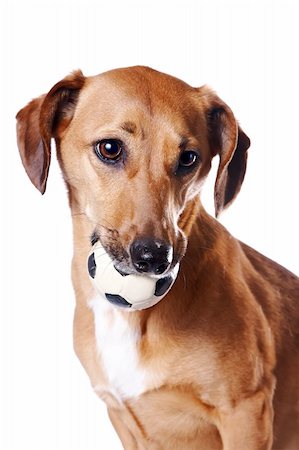 Red dachshund with a ball on a white background Stockbilder - Microstock & Abonnement, Bildnummer: 400-06138728