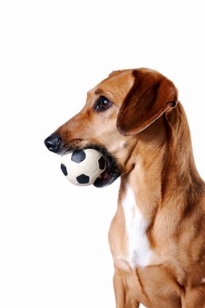 Red dachshund with a ball on a white background Stockbilder - Microstock & Abonnement, Bildnummer: 400-06138729
