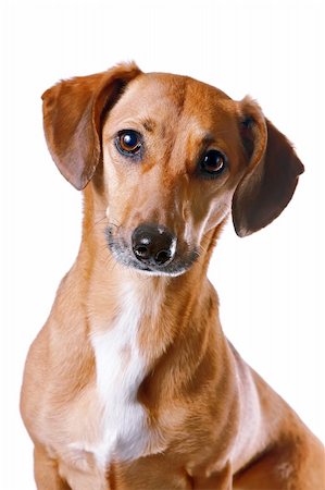 Portrait of the red dachshund on a white background Fotografie stock - Microstock e Abbonamento, Codice: 400-06138722