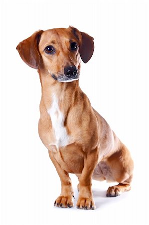 simsearch:400-04353812,k - The red dachshund sits on a white background Stockbilder - Microstock & Abonnement, Bildnummer: 400-06138723