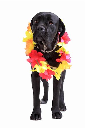 portrait of cane corso puppy - Cane Corso purebred dog portrait isolated on white background Stock Photo - Budget Royalty-Free & Subscription, Code: 400-06138757