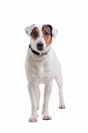 Jack Russel Terrier purebred dog isolated on white background Foto de stock - Royalty-Free Super Valor e Assinatura, Número: 400-06138753