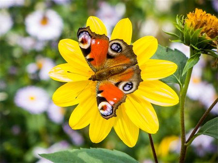 simsearch:400-07826173,k - An image of a nice butterfly Inachis Io Stockbilder - Microstock & Abonnement, Bildnummer: 400-06138804