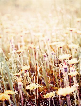 simsearch:400-04408653,k - Abstract wild flowers on field background Stockbilder - Microstock & Abonnement, Bildnummer: 400-06138809