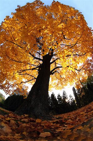 old tree in the autumn as nice natural background Stock Photo - Budget Royalty-Free & Subscription, Code: 400-06138802