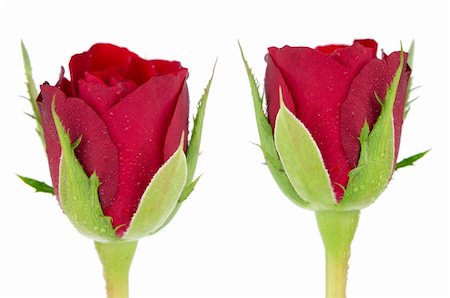 simsearch:400-05104344,k - Red rose flowers isolated on a white background. Foto de stock - Super Valor sin royalties y Suscripción, Código: 400-06138859