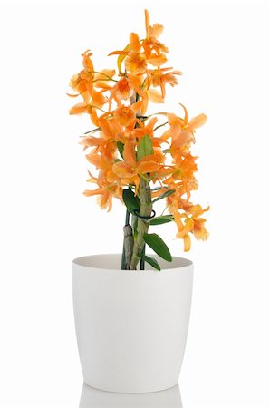 dendrobium orchid - Beautiful pink dendrobium flower in white flowerpot on white background. Stock Photo - Budget Royalty-Free & Subscription, Code: 400-06138860