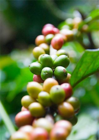Green, yellow and red beans of coffee tree Foto de stock - Super Valor sin royalties y Suscripción, Código: 400-06138983