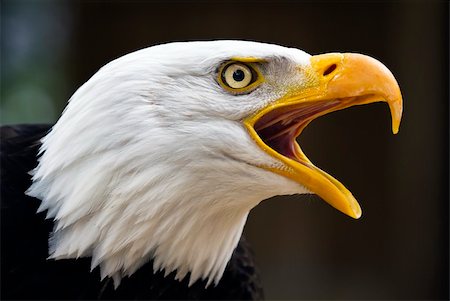 simsearch:400-04877931,k - Portrait of a bald eagle (lat. haliaeetus leucocephalus) Foto de stock - Royalty-Free Super Valor e Assinatura, Número: 400-06139166