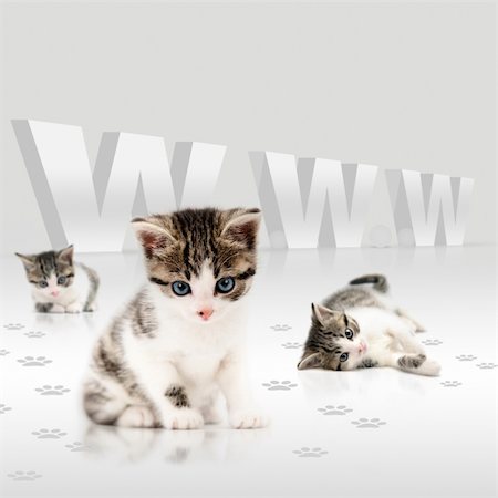 silent47 (artist) - Young cats offering a deal over the internet Foto de stock - Super Valor sin royalties y Suscripción, Código: 400-06139351
