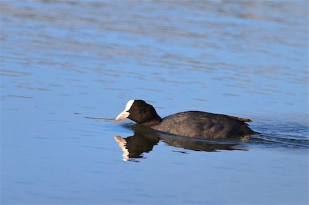 foulque - Eurasian coot (Fulica atra) swimming on pond Foto de stock - Super Valor sin royalties y Suscripción, Código: 400-06139430