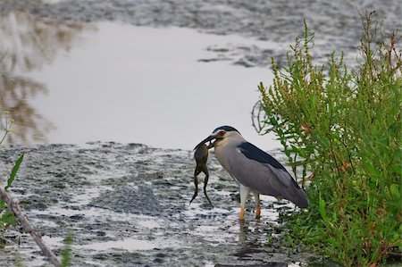 black crowned night heron with a frog Stockbilder - Microstock & Abonnement, Bildnummer: 400-06139433