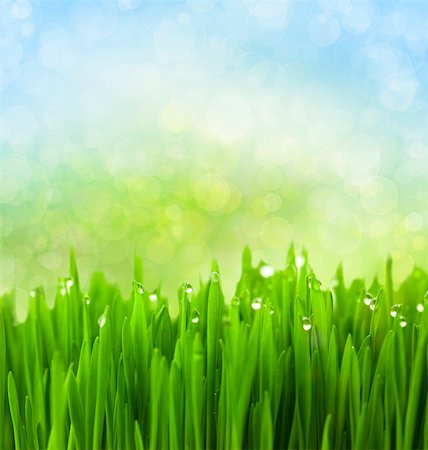 Green Grass with Water Drops on Abstract Bokeh Background Stock Photo - Budget Royalty-Free & Subscription, Code: 400-06139455