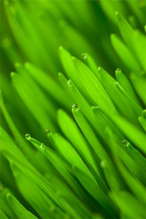 simsearch:400-04789618,k - Fresh green wheat grass with drops dew / macro background Foto de stock - Royalty-Free Super Valor e Assinatura, Número: 400-06139456