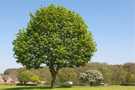 Tree in green park Stock Photo - Budget Royalty-Free & Subscription, Code: 400-06139450
