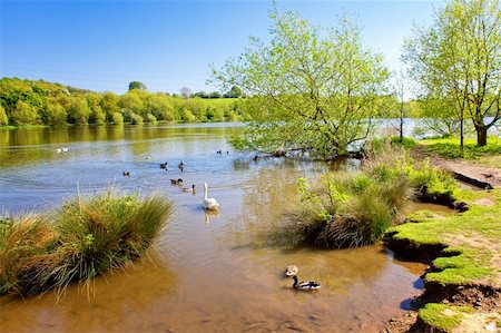 swan river - Beautiful summer lake Foto de stock - Royalty-Free Super Valor e Assinatura, Número: 400-06139452