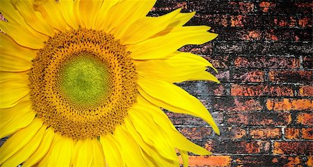 petal on stone - Sunny sunflower banner Stock Photo - Budget Royalty-Free & Subscription, Code: 400-06139498