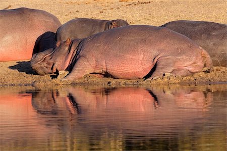 simsearch:400-05738491,k - Hippo family (Hippopotamus amphibius) resting outside the water, South Africa Stock Photo - Budget Royalty-Free & Subscription, Code: 400-06139506