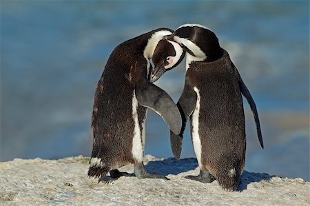 Pair of African penguins (Spheniscus demersus), Western Cape, South Africa Photographie de stock - Aubaine LD & Abonnement, Code: 400-06139502