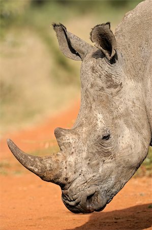rhino south africa - Portrait of a White (square-lipped) rhinoceros (Ceratotherium simum), South Africa Stock Photo - Budget Royalty-Free & Subscription, Code: 400-06139510