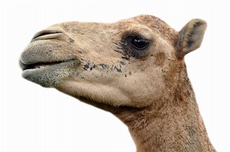 simsearch:6102-08566601,k - The dromedary or Arabian camel has a single hump. Dromedaries are native to the dry desert areas of West Asia. Foto de stock - Royalty-Free Super Valor e Assinatura, Número: 400-06139529