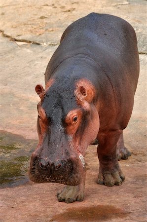 simsearch:400-05738491,k - The hippopotamus is semi-aquatic, inhabiting rivers and lakes where territorial bulls preside over a stretch of river and groups of 5 to 30 females and young. Stock Photo - Budget Royalty-Free & Subscription, Code: 400-06139531