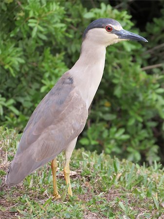 black crowned night heron with green background Stockbilder - Microstock & Abonnement, Bildnummer: 400-06139670