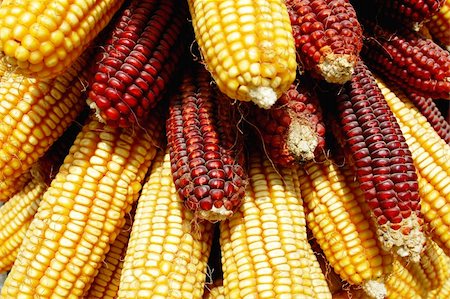 simsearch:400-08378503,k - Pile of golden corn cobs in the autumn Stock Photo - Budget Royalty-Free & Subscription, Code: 400-06139730