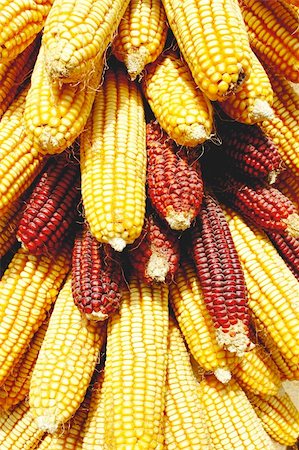 simsearch:824-07310382,k - Pile of golden corn cobs in the autumn Stockbilder - Microstock & Abonnement, Bildnummer: 400-06139731