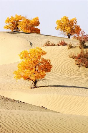 provincia di xinjiang - Landscape of desert with golden trees in the autumn Fotografie stock - Microstock e Abbonamento, Codice: 400-06139733