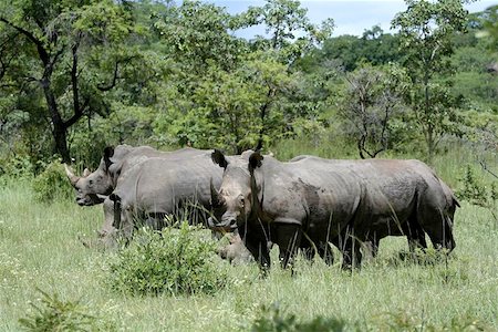 simsearch:400-06130523,k - A herd of white rhinos in Matobo National Park, Zimbabwe. Stock Photo - Budget Royalty-Free & Subscription, Code: 400-06130519