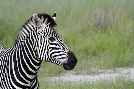 simsearch:400-06130523,k - A lonely zebra in Hwange National Park, Zimbabwe. Stock Photo - Budget Royalty-Free & Subscription, Code: 400-06130526