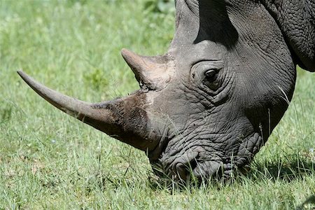 parque nacional de hwange - Closeup of a white rhino. Taken in Matobo National Park, Zimbabwe. Foto de stock - Super Valor sin royalties y Suscripción, Código: 400-06130520