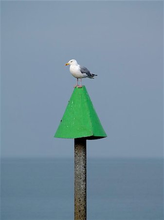 simsearch:400-05893563,k - Herring Gull on a green post Stock Photo - Budget Royalty-Free & Subscription, Code: 400-06130767