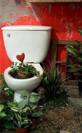 White toilet with plants growing in the bowl Stock Photo - Budget Royalty-Free & Subscription, Code: 400-06130835