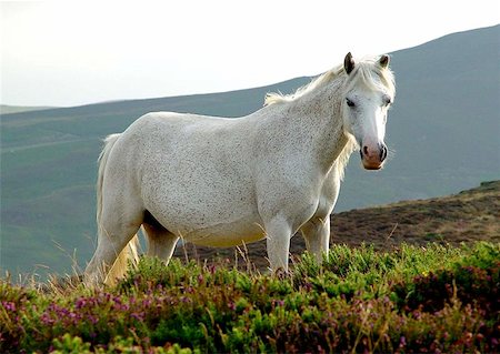 wild Welsh mountain pony on Conwy Mountain Photographie de stock - Aubaine LD & Abonnement, Code: 400-06130851