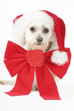 simsearch:400-05742476,k - How much is that doggy in the window.....    Maltese terrier with a big red ribbon and red hat. Photographie de stock - Aubaine LD & Abonnement, Code: 400-06130892