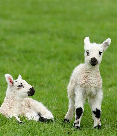 simsearch:400-04478701,k - Two white and black spotted new born lambs, one standing, one sitting in a meadow. Stockbilder - Microstock & Abonnement, Bildnummer: 400-06130915